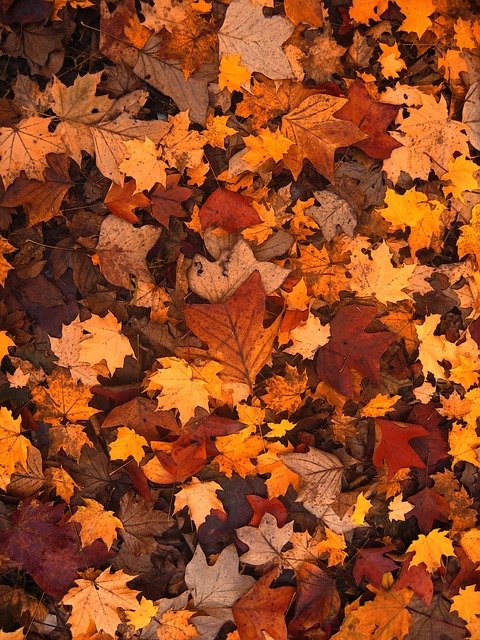 feuille